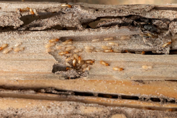 Best Affordable Pest Control Services  in Gates Mills, OH